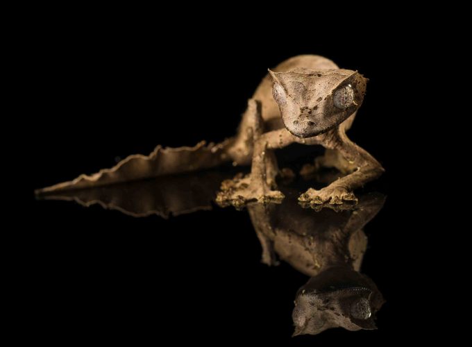 Wallpaper Tiger Gecko, reflection, black background, reptile, eyes, gray, Animals 818021894